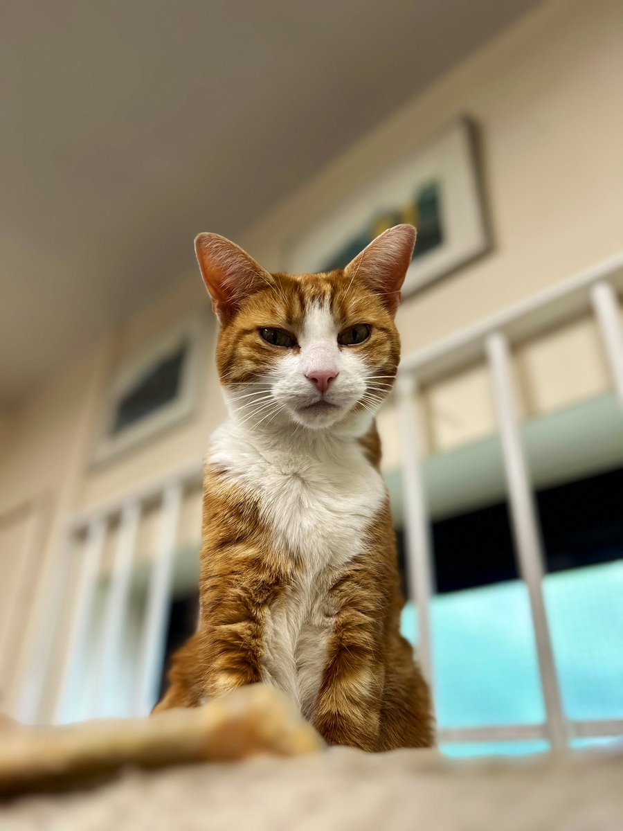 TheStourbridge's tweet image. Good Morning &amp;amp; Welcome to Tuna Tuesday 

Spending time thinking about what you have no control over is a waste of your time. 
Work on what you do have control over. 

#cats #cats #Cat #CatsOnTwitter #CatsOfTwitter