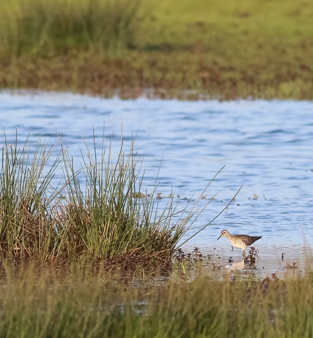 Bosruiters overal weer te zien in de polder #krimpenerwaard