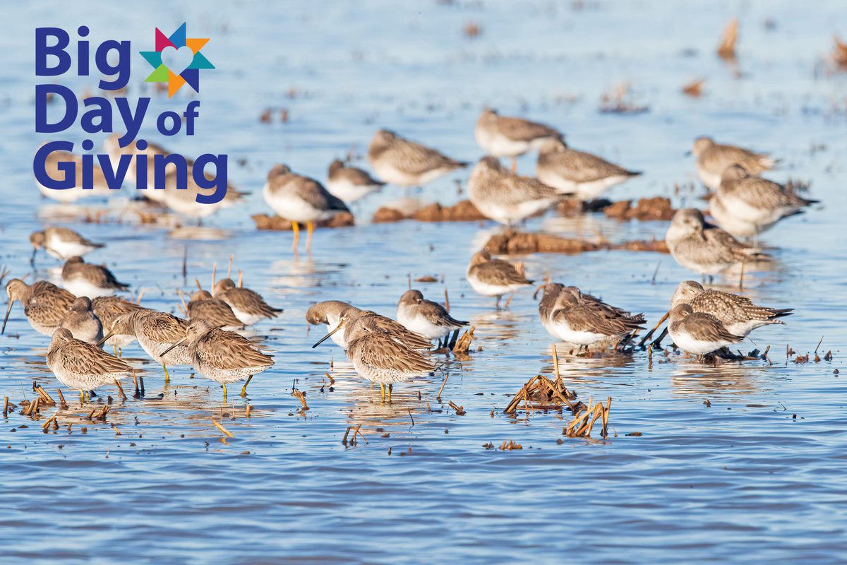 CalWaterbirds tweet media