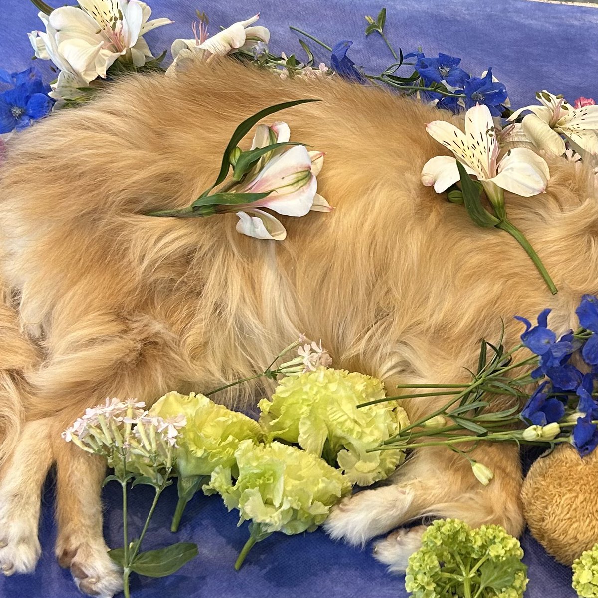 5月1日夜、もなかちゃん神様の元へ旅立ちました。昨日は私も通院で、お留守番だったのに待っていてくれた。夕食までに家族がそれぞれ抱っこして声をかけ夕食を食べて私が見に行ったらもう旅立っていて温かかった。  15年4ヶ月ありがとう。 ありがとう。, image size:1200x1200