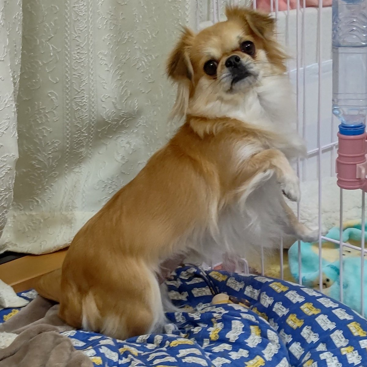 for1Dog's tweet photo. 4月20日夕方大田区下丸子周辺からハーネスが外れ逃走、行方不明になっている卒業生のこなつ(元ぼーの)を探しています。何かご存知の事がありましたらどんな小さなことでも構いません、情報をお寄せください。ご協力よろしくお願いいたします。
#迷い犬 #迷子犬 #拡散希望RT #大田区 #多摩川 #下丸子 https://t.co/xP4jKjcPKu