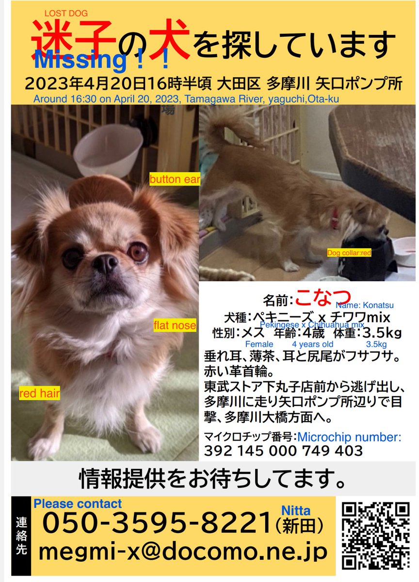 for1Dog's tweet photo. 4月20日夕方大田区下丸子周辺からハーネスが外れ逃走、行方不明になっている卒業生のこなつ(元ぼーの)を探しています。何かご存知の事がありましたらどんな小さなことでも構いません、情報をお寄せください。ご協力よろしくお願いいたします。
#迷い犬 #迷子犬 #拡散希望RT #大田区 #多摩川 #下丸子 https://t.co/xP4jKjcPKu