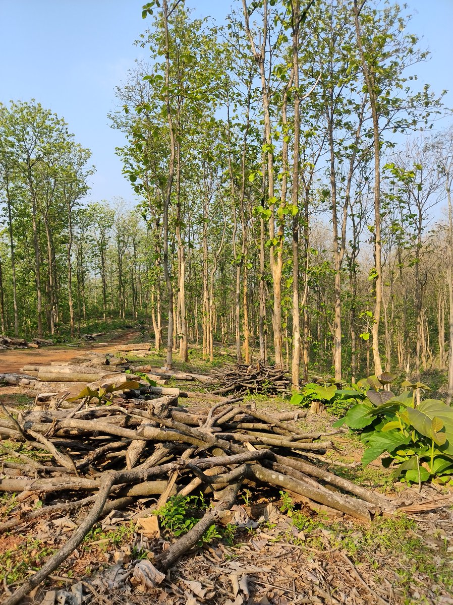 senjam's tweet photo. A teak forest in the heart of #Guwahati is being cut to make an army nursing institute. The city’s green lung near TV Tower is just 2 kms away from the Dispur Assam Assembly. Dear @rajnathsingh @adgpi @easterncomd please make the nursing institute  somewhere else #SaveGuwahati https://t.co/U9Bgvd2bhZ