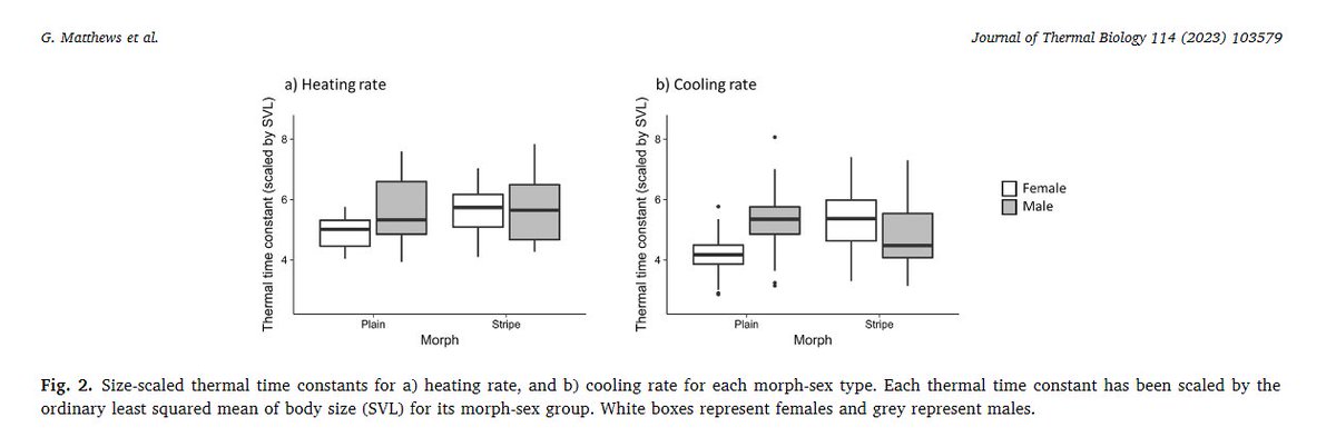 Does the colour polymorphisms of the delicate skink  have an adaptive relationship with lizard body temperature? <a href="/Genevieve_DM/">Dr. Genevieve Matthews</a>  <a href="/chapple_lab/">ChappleLab</a> @Craig_R_White <a href="/FarquharJules/">Jules Farquhar</a> suggest, however, that behaviour is actually the key
to mediating thermoregulation. sciencedirect.com/science/articl…