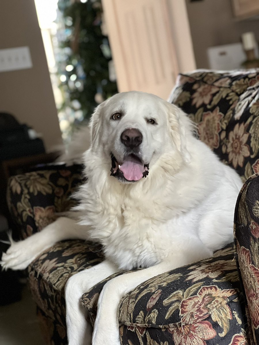 Reecegart's tweet photo. @SFShock I have a couple of pets lol https://t.co/3s7VEO6xV4