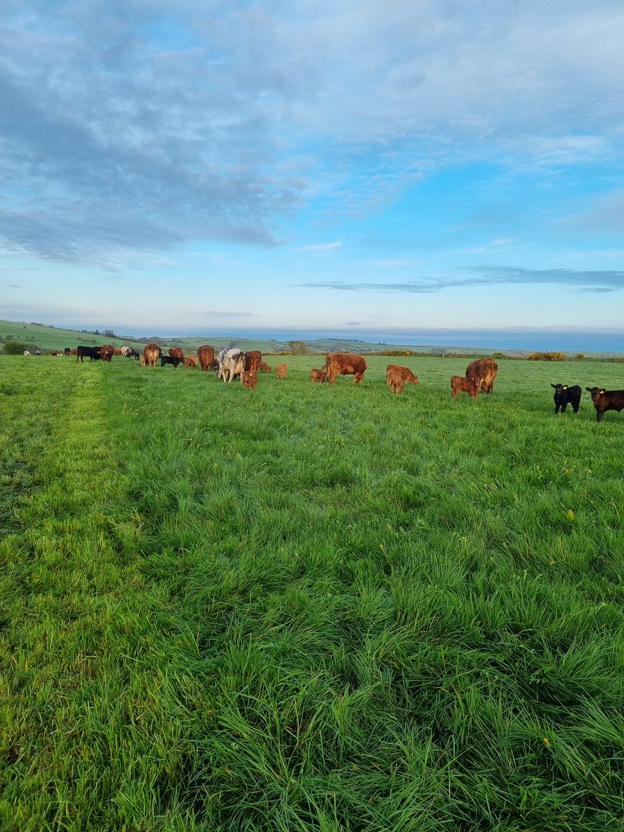 johncrimes's tweet photo. Daily shifts for cows and calves. With a backbench! https://t.co/6zQ1x7waFz
