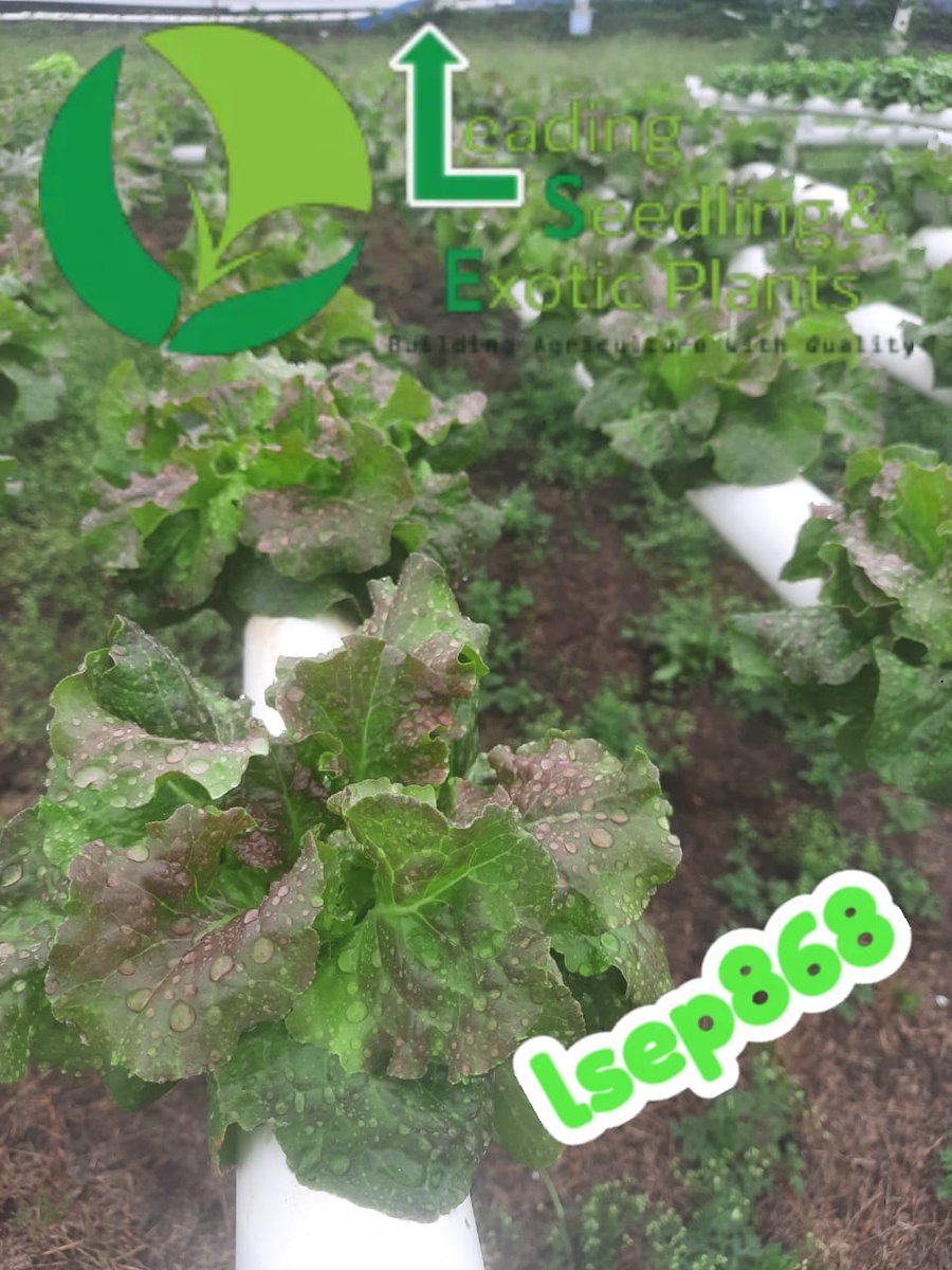 LSEP868's tweet photo. One of the most immediate effects of rain on an outdoor hydroponic system is the influx of water into the system. Which changes the water level in your reservoir, shocking your plants, causing them to wilt or even die. 
#hydroponics
#knowledgeispower
#lsep868 https://t.co/ZJI0sDYYK9