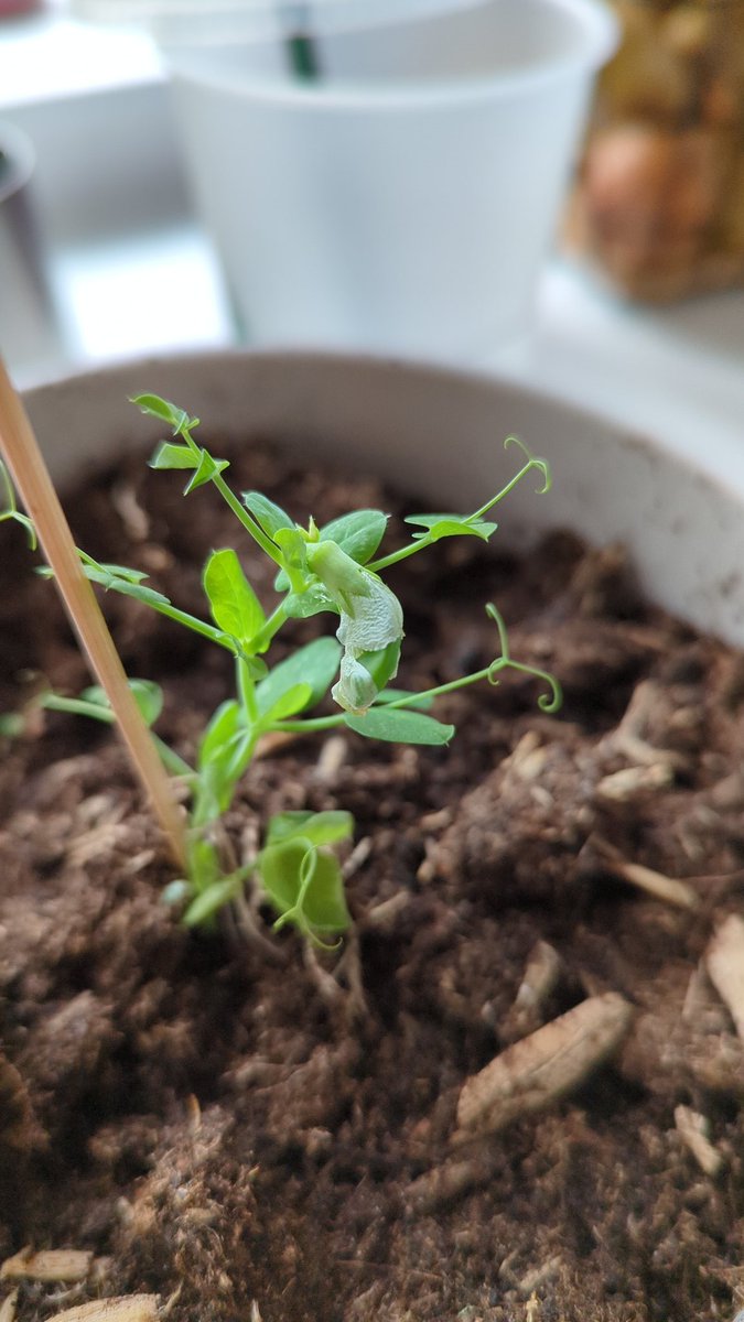 SmeeSarah's tweet photo. We have a pea growing 🫛 @MWilcockclass https://t.co/PE7XoZxS5Z