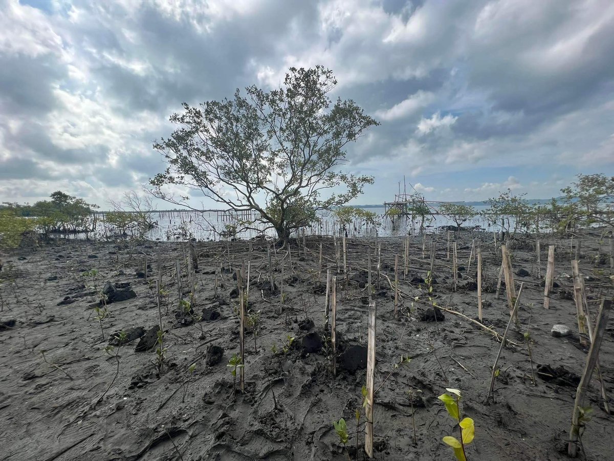 Photo Documentation from our recently concluded Mangrove Planting Event! 💪🏻

Rising Eggplants will continue to join and be part of social and environmental initiatives! 🍆

Let us grow together! ☝️
#RisingEggplants #Mangrove #MangrovePlanting