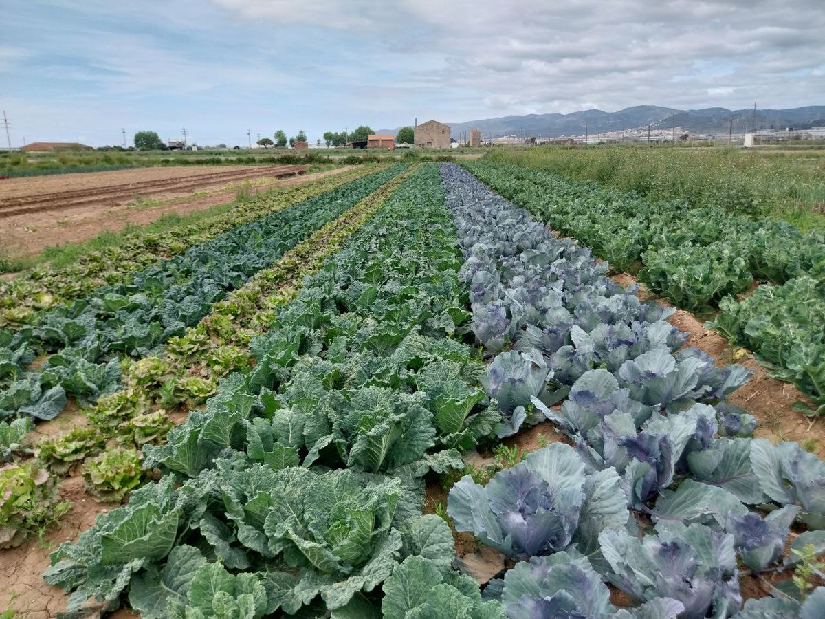 MesFresques's tweet photo. De l'hort a casa teva amb les nostres mans. Fes #territori !
Comandes a la web. https://t.co/HIOzCQFmS3