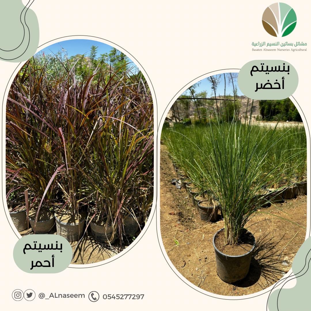 wild37h's tweet photo. #شتلات بنسيتم اخضر واحمر عرض خاص للكميات🍃 https://t.co/Uz182TJyaB
