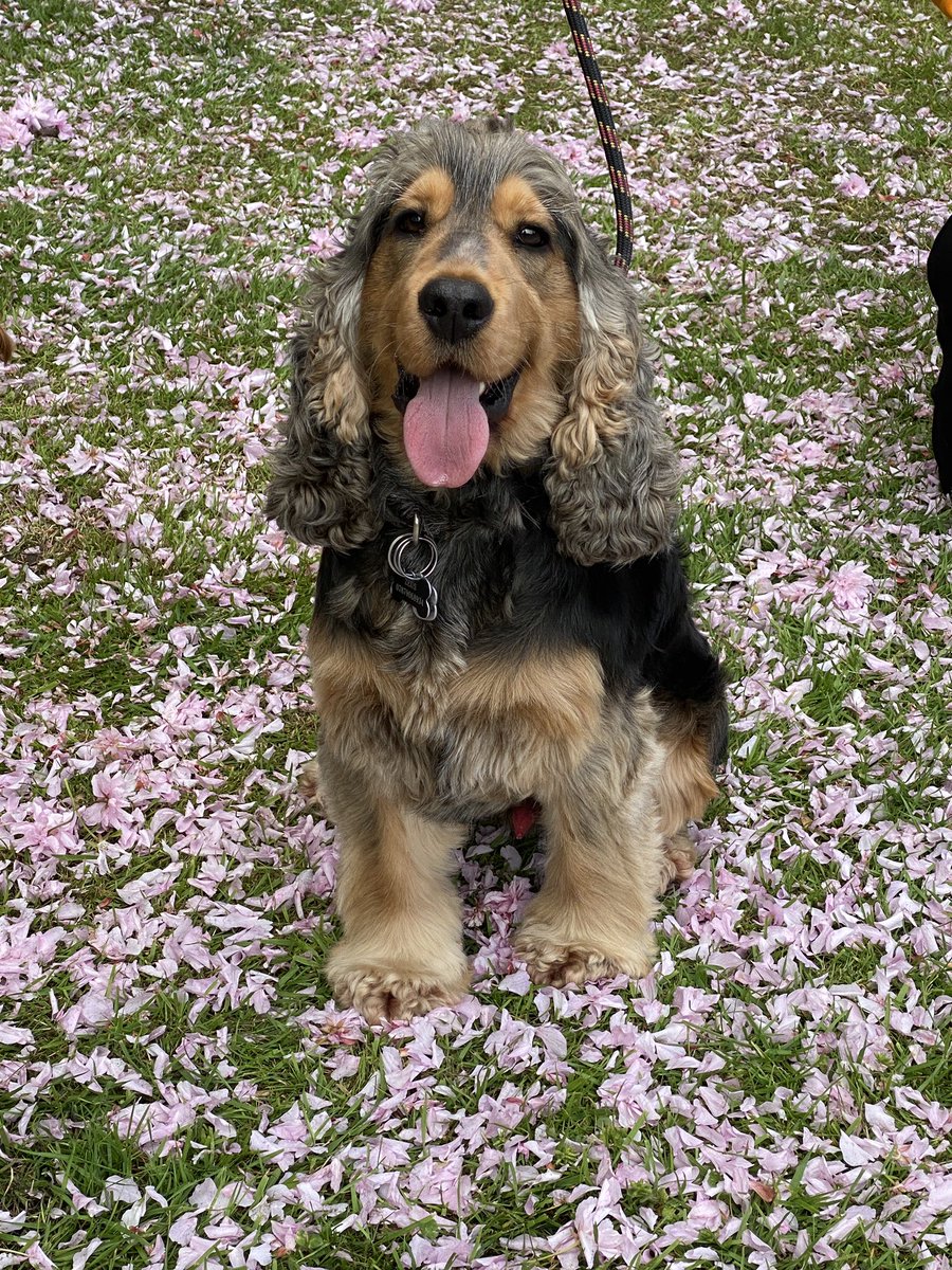 CockerShow's tweet image. Appy Tuesday Folks!!
Loved playing in the blossom yesterday. Humummy said I looked soo beautiful surrounded in PINK !!
#showcockerlove