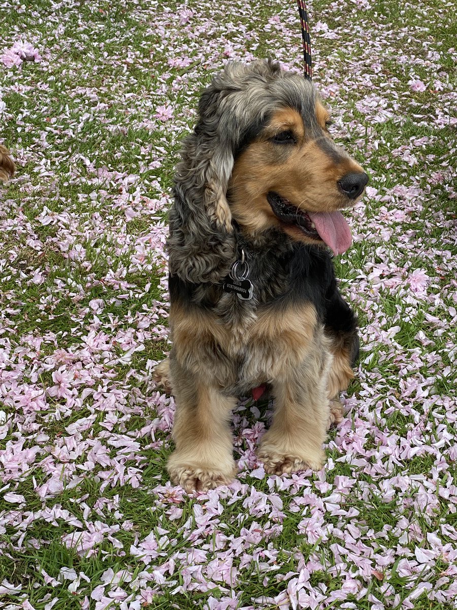 CockerShow's tweet image. Appy Tuesday Folks!!
Loved playing in the blossom yesterday. Humummy said I looked soo beautiful surrounded in PINK !!
#showcockerlove