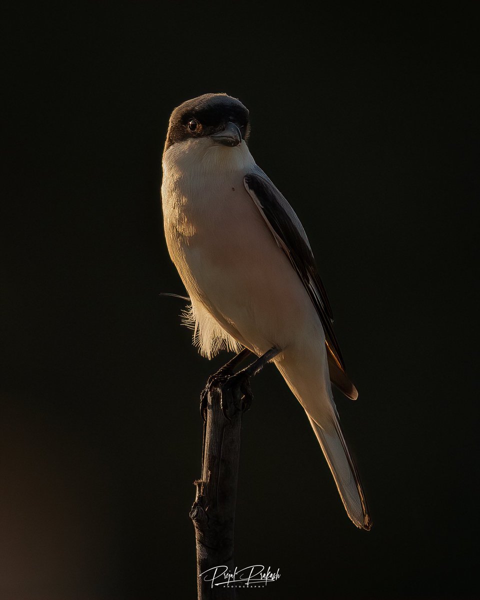 prakash_prejul's tweet photo. Morning light ...
Lesser Grey Shrike....
#BirdsSeenIn2023 #birdsofprey #BirdsofBahrain #NatGeo https://t.co/SwHTamsK7L