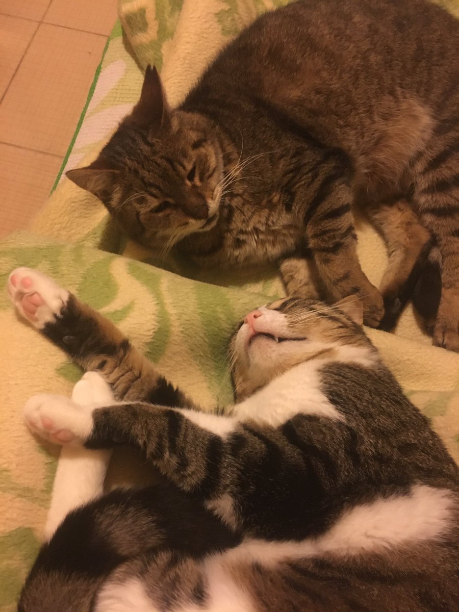 Luffy_Berserk's tweet photo. Kedişler ve ben iyileşiyoruz. Ya bu seçim neleri bitirecek bilmiyorum. Ama artık bizde ülkecek bir nefes alalım. 
#seçimlerbitsin #cat #ruhum #yaralı https://t.co/wQP3h6eWyp
