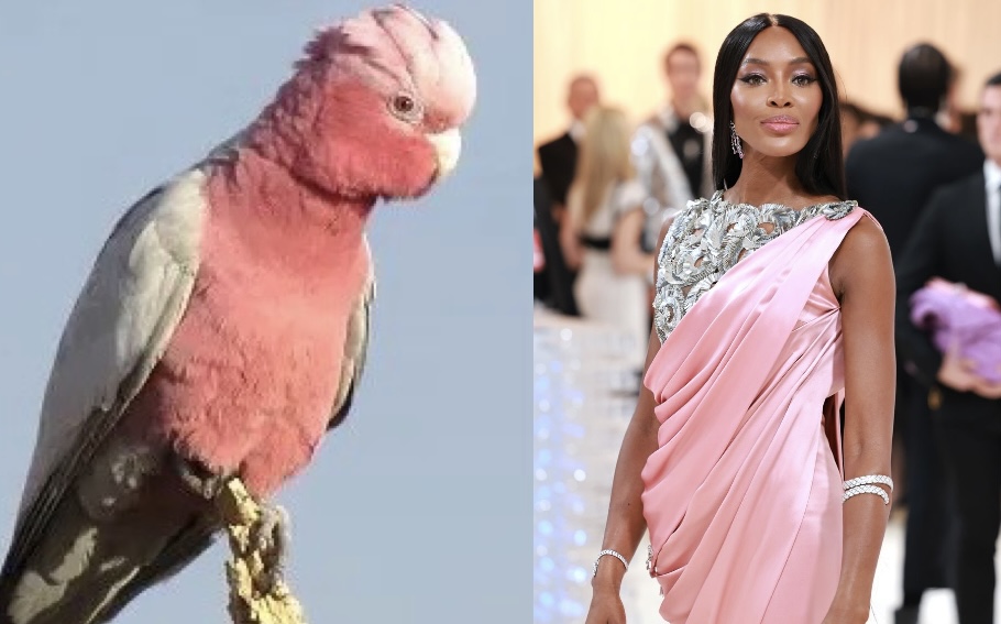 I humbly present you with the Met Galah @TKDano 

#metgala #metgalah #NaomiCampbell