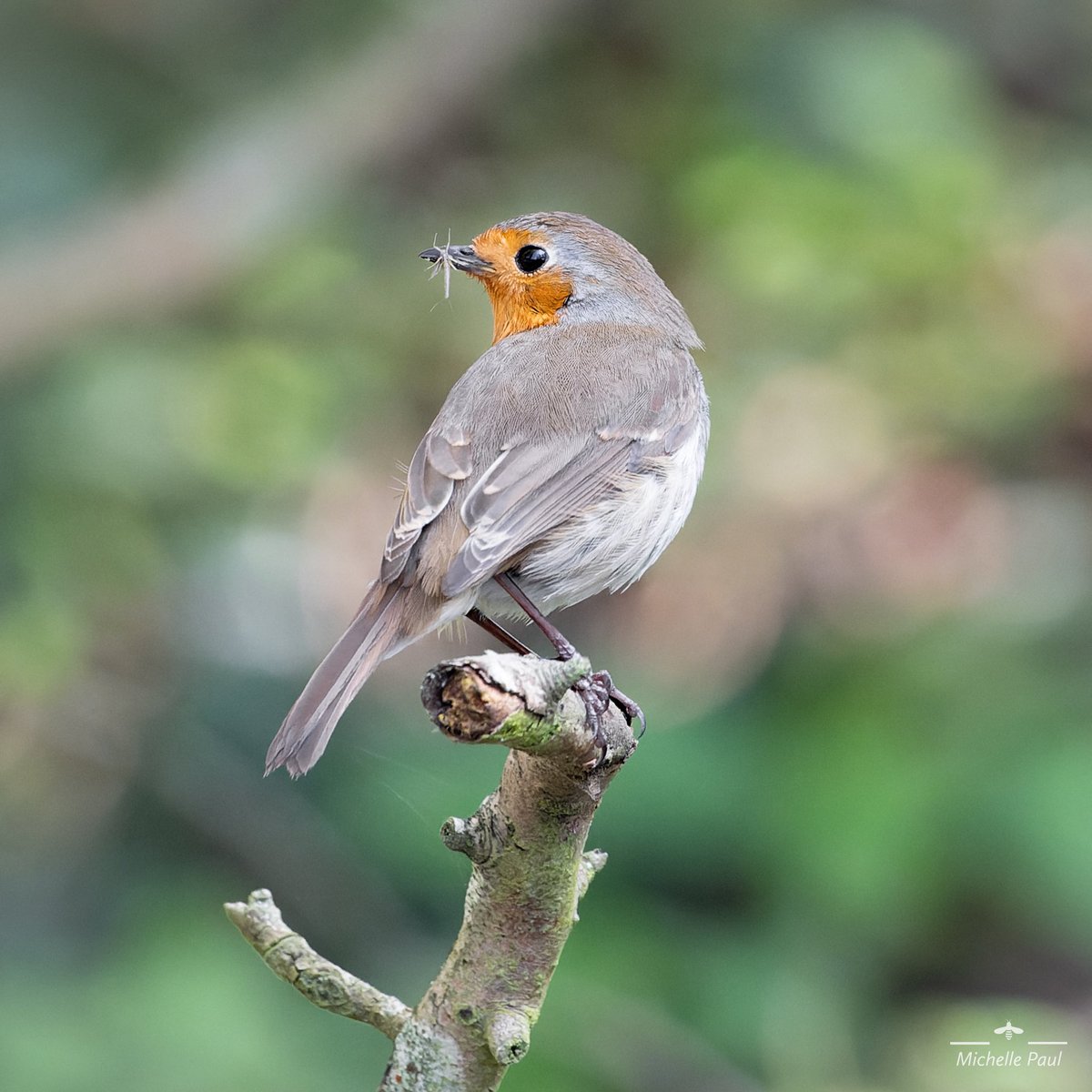 GM! Here’s a cute Robin with his catch of the day 🪰

#BirdsSeenIn2023 #BirdsOfTwitter #birdphotography #birds #TwitterNatureCommunity #TwitterNaturePhotography #nikonphotography #birdwatching @thephotohour #robin #catchoftheday #red #feeding #cute