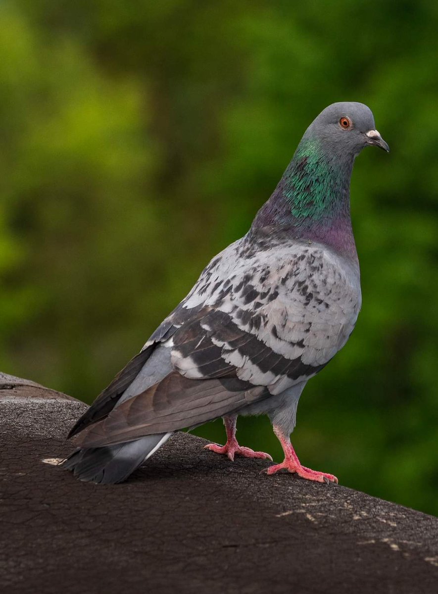 Siniša Strčić (@sinisastrcic) on Twitter photo 