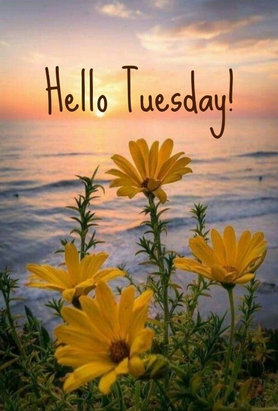 konagrl4554's tweet photo. @lolamare69 @corykanexxx Good morning Lola and Cory ❤ Have a fantastic Tuesday ❤☕☕❤ Wonder if I'll get to sleep after dancing the night away with the #CKFam aboard Oasis of the Seas https://t.co/hKQOUR8vfs