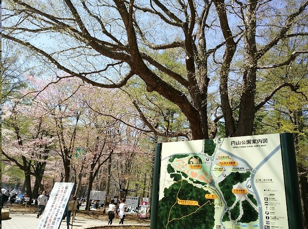 cherry05_10's tweet photo. 北海道では今､
ちょうど
サクラ🌸が見頃です。
#円山公園 #北海道 #北海道ツーリング #札幌市 #北海道神宮 #花を見る #さくら #桜 https://t.co/pxNUqCq25m