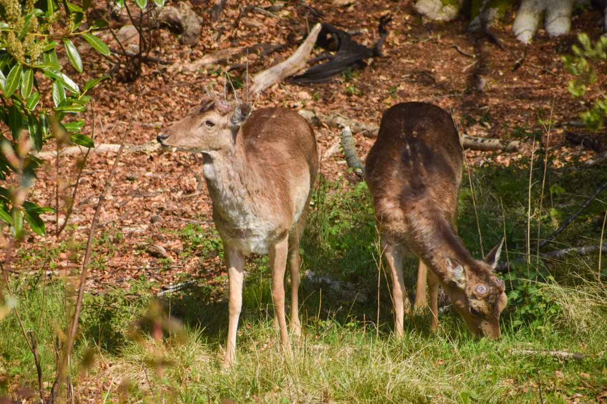 Forest Tracker 🇺🇦 tweet media