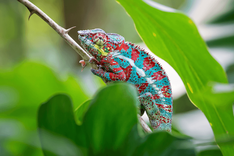 من يَتلقاك بالبشاشة ويغمرك بأقواله المعسولة فتنفض له ما في نفسك، ثم يظهر لك وجهه الآخر. الإنسان مٌكرم بلونٍ ثابت، وليس حرباء متلونة! 
 لا خــــــيـــــــــــــــر في ودّ امـــرئ متـــلـــــوّن   حـــلو اللســـــــــان، وقلبه يتلهــَّب 🌺