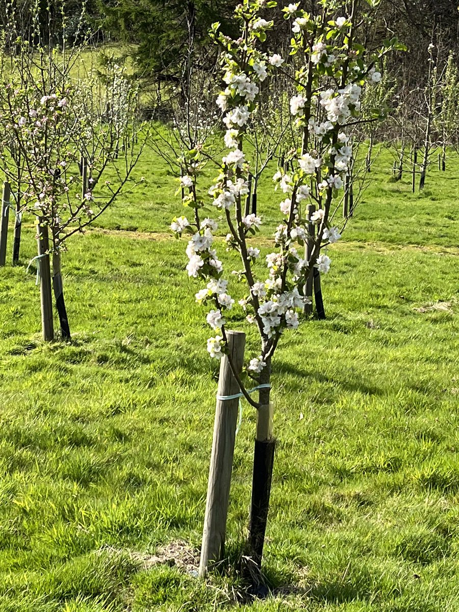 dannythoro's tweet image. 1st May. The earliest ‘full blossom’ stage apple tree in the #Gogerddanheritageorchard is six year old #anglesseysweetjane. It’s the only clone, a sturdy dessert apple.#grafts taken this year. I’ll look forward to tasting this one later this year.