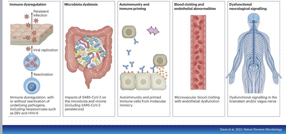 gorka_orive's tweet photo. Hace más de 3 años que se reportaron los primeros casos de síntomas persistentes tras la infección aguda por el coronavirus. La COVID19 larga o longcovid afecta a múltiples órganos y tejidos del organismo, y a miles de personas en todo el mundo. https://t.co/EVSO3Uzin0 https://t.co/i1No2ghFut