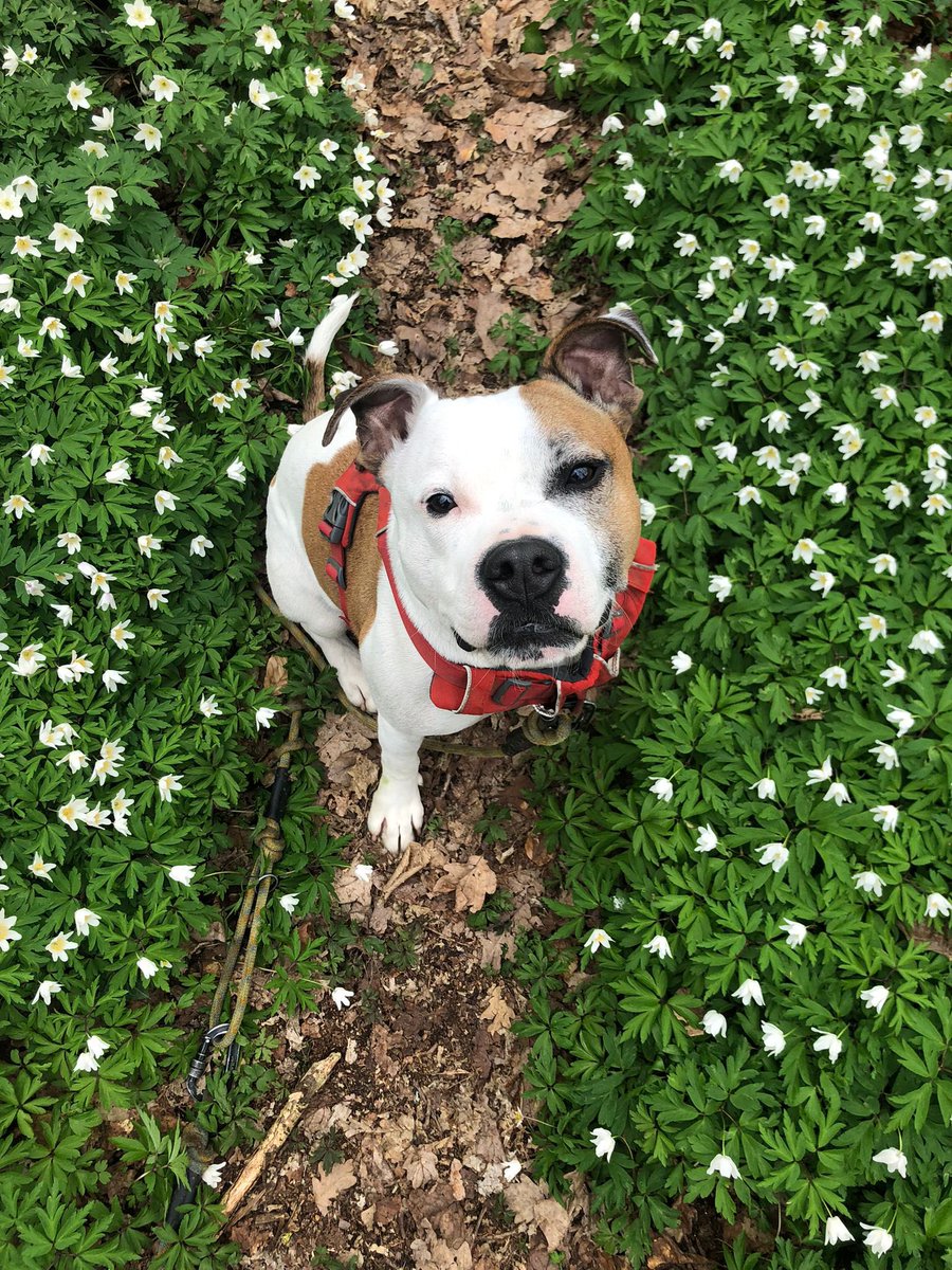 dotslondon's tweet photo. Mr B ……. Who has just had a 2 day holiday stay with us. 

A beautiful staffy that came into our foster care a couple years ago, due to unfortunate circumstances the owner was unable to take him back.

We adopted him to the most amazing family that absolutely dote on him but equally gives him the boundaries a dog needs.

Mr B was seized on a section 3 last year due to a scooter ride by incident, unless your dogs are socialised with scooters and skateboards, always be very cautious.

We supported his adoptive owners ( who were not in charge of Mr B at time of incident , a dog carer who was caring for him whilst owners on holiday was) with legal support and by the skin of his teeth he was saved and given a contingent destruction order ( lead and muzzle in a public area) 

Since the order we have always provided on going support in terms of any holidays, breaks or any need of time away from Mr B he comes back into our sanctuary for care in their absence.

Mr B knows us all knows our routine, we are experienced with dogs under the DDA and also being private property Mr B has the freedom to run around free of lead and muzzle and importantly the owners know he is safe.

Now back with his parents we look forward to seeing him again soon.

We do not and have not charged for his time with us. We welcome all those that we have supported 🧡