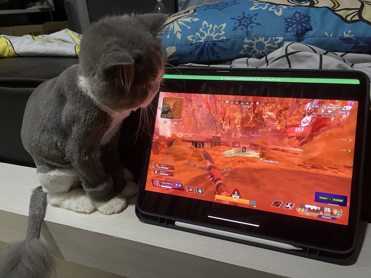 earendel69's tweet photo. so cute นี้แหละตัวตึงคนต่อไปทีมผม 5555 แมวน้องมายน่ารักจังวุ้ววว 😹 https://t.co/cIFshqQecT
