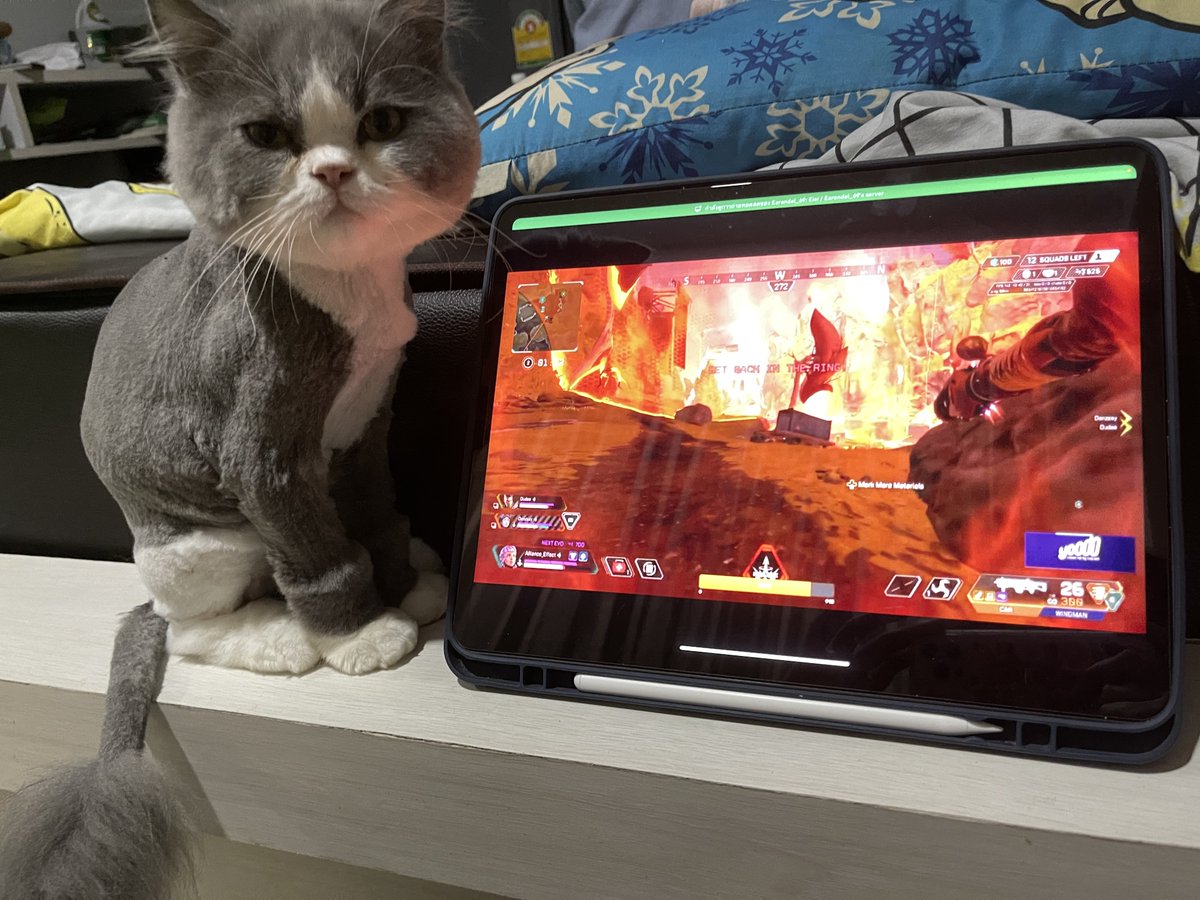 earendel69's tweet photo. so cute นี้แหละตัวตึงคนต่อไปทีมผม 5555 แมวน้องมายน่ารักจังวุ้ววว 😹 https://t.co/cIFshqQecT