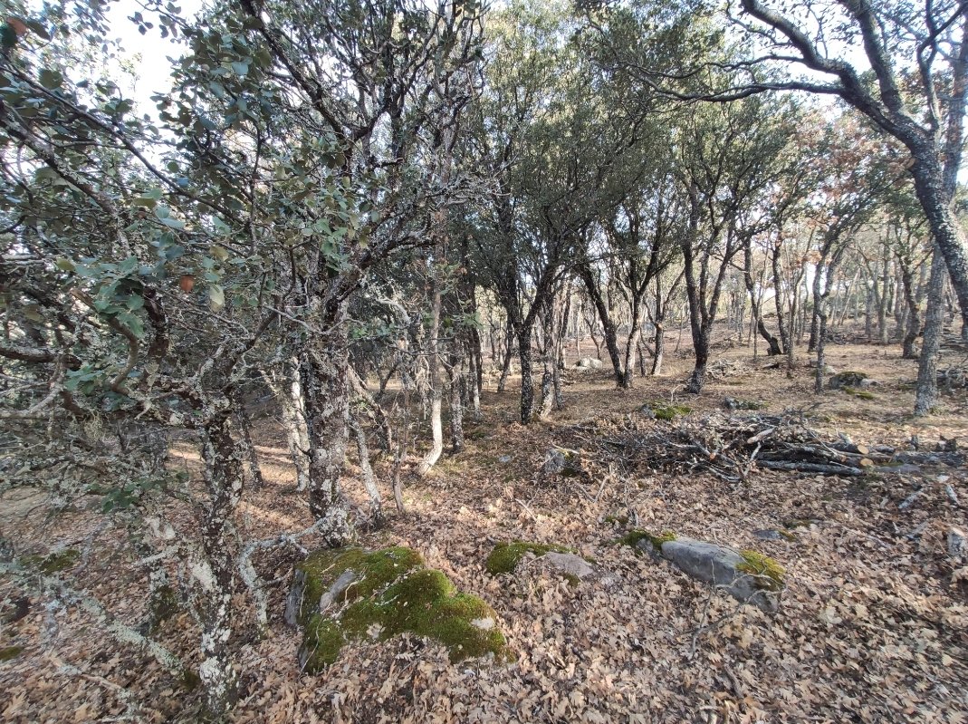 ASFOSO's tweet photo. Seleccionando el número de brotes en las matas de encina y roble, se consigue conformar un estrato arbóreo con mejor capacidad para la producción de pastos y leñas.
#resalveo #leña #pasto #roble #encina #asfoso #sostenibilidad #contraincendio #soria https://t.co/OR60WHmTlv