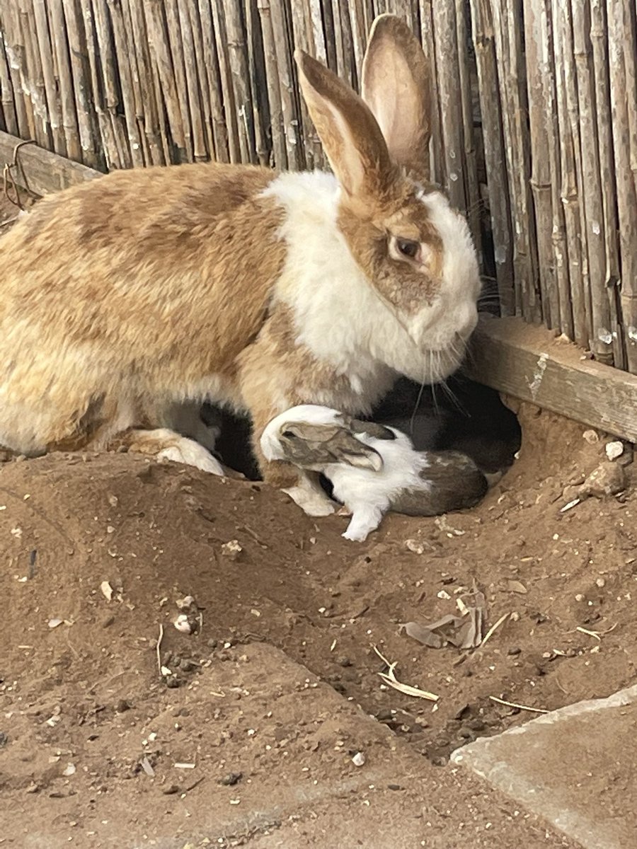 gy_lrr's tweet photo. הבשורה המשמחת הראשונה: אני סבא לשבעה ארנבונים. השניה, הבלתי נמנעת: הארנב וופל הוא בעצם ארנבת. או בקיצור, הורה 1 https://t.co/uM6UHduCWb