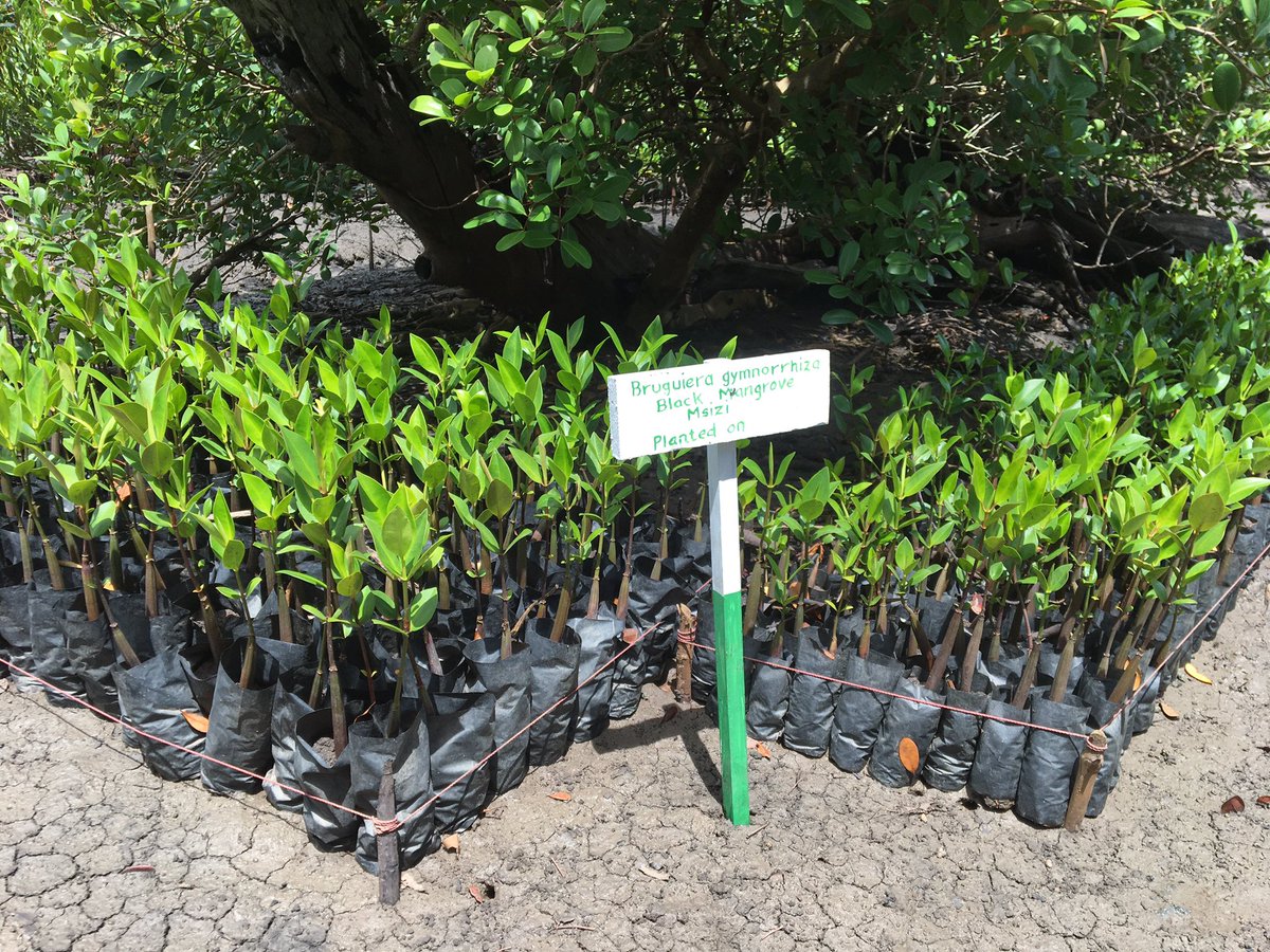 Mangrove nursery 🌱