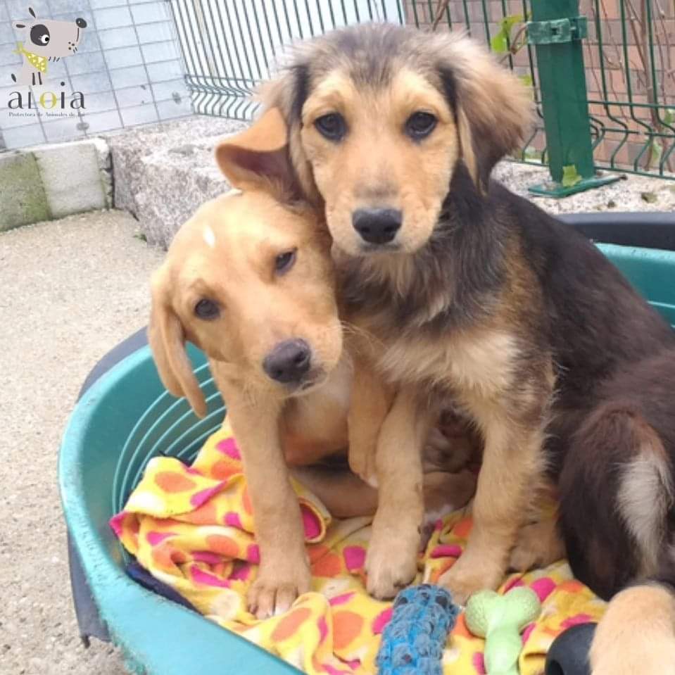 PerroPicha's tweet photo. Buscamos hogar donde nos quieran mucho, donde seamos uno más de la familia.
Nuestros hermanitos ya disfrutan de todo eso.
Quedamos nosotros dos ( machito y hembrita).
Nos haces un huequito en tu hogar y en tu corazón? 
Llama y ven a adoptarnos 692 87 19 84 @AloiaProtectora https://t.co/K2Xf3wzxKe