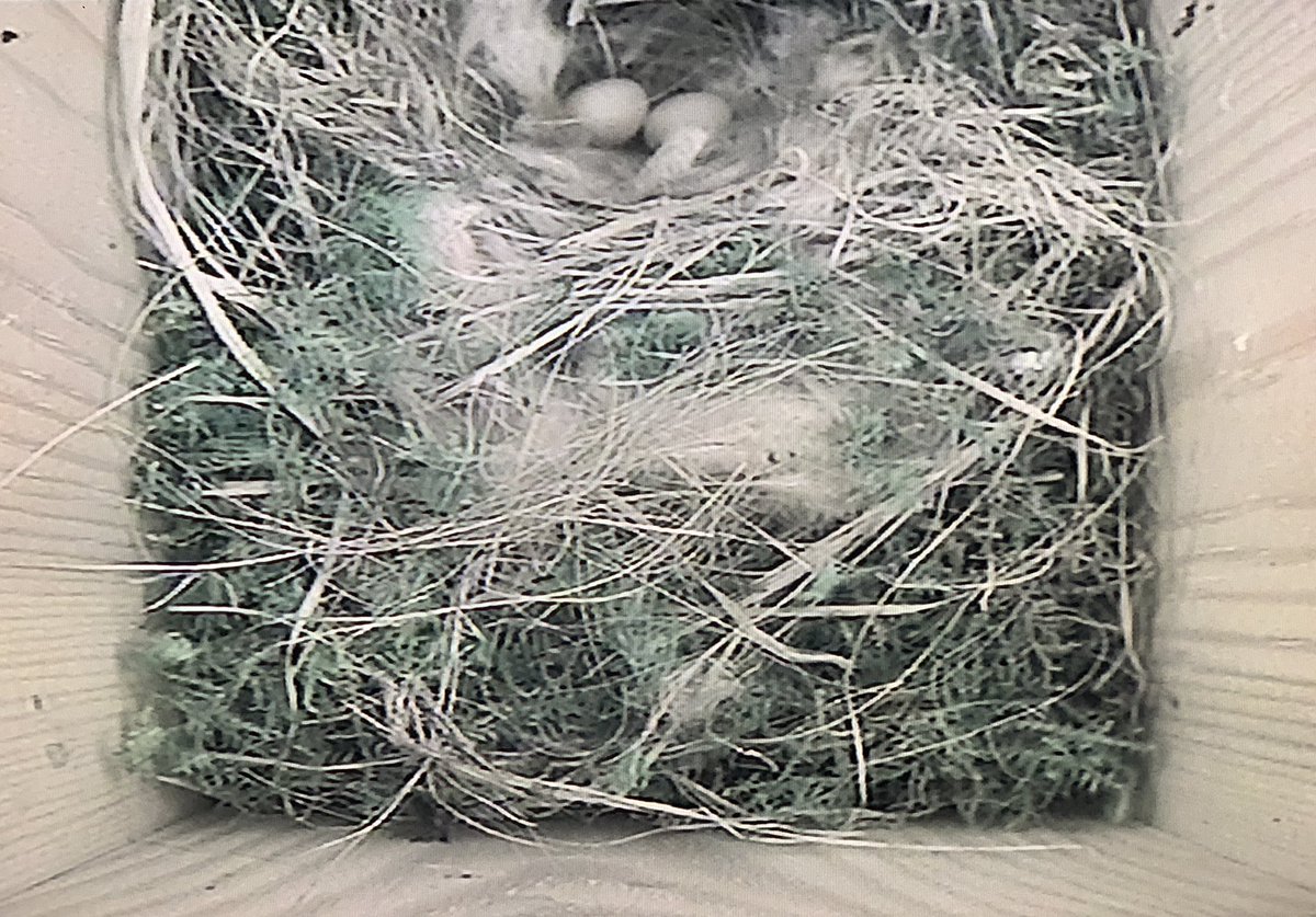 JnnyHarris's tweet photo. I needn’t have worried. Must’ve laid the first yesterday and hidden it under a feather, coz we have two eggs this morning. A month of drama ahead… joy? heartbreak? who knows? #nestbox #nestcam #NestingNeighbours https://t.co/vEvHEqcmQL