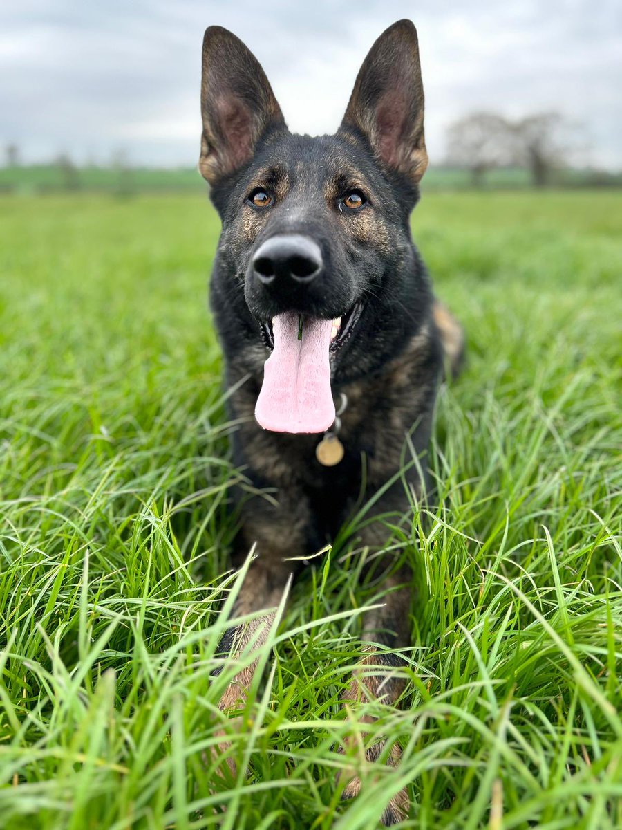 WarksPoliceDogs's tweet image. Following reports of a domestic a male had run from an address before officers arrived.  
PD Kasper was deployed &amp;amp; made short work of picking up a track from the house and across a field before locating the male hiding. 
#PDKasper #TheNoseKnows #CrackingTracking
