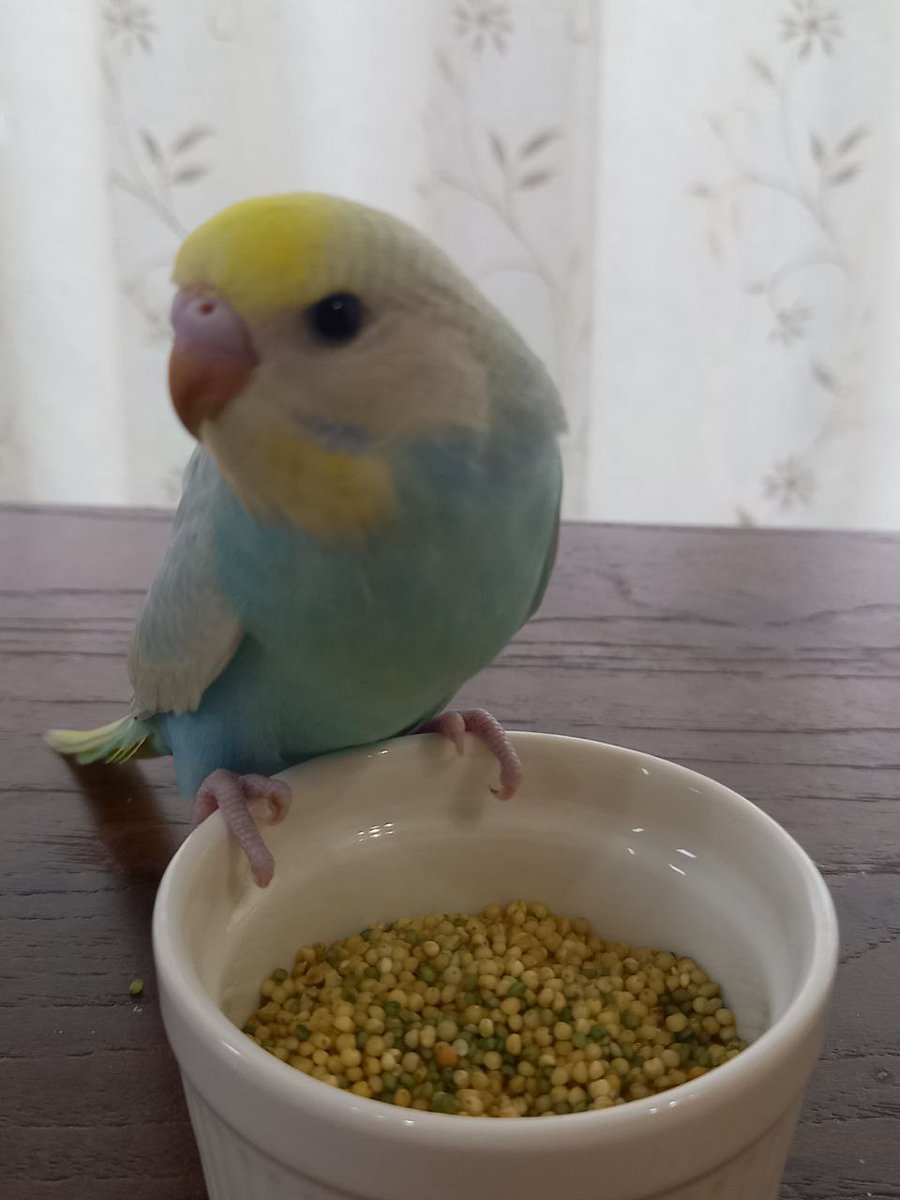 medakafi's tweet photo. 本日5月2日 お昼前に写真のセキセイインコが逃げてしまいました。

場所は茨城県石岡市です。

目撃情報などございましたらご連絡よろしくお願いします。

水色と黄色の羽で鼻は茶色いです
 #インコ迷子 
 #セキセイインコ迷子 
 #セキセイインコ
 #インコ
#拡散希望 https://t.co/cBdBXDlwnJ
