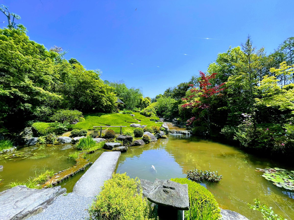 daikomatsuyama's tweet photo. 初夏。
新緑が眩しい。
#taizoin #zen #kyoto #garden #gw旅行 #退蔵院 #妙心寺 #新緑 #京都 #庭 #earlysummer #初夏 https://t.co/oTIPqdwp5H