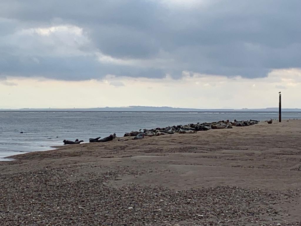 Belinda Hacking (@belindahacking) on Twitter photo Slightly surprised to find so many seals on the NE coast of Scotland. Big skies and beaches. A wonderful part of Scotland. <a href="/drlynnetaylor/">Lynne Taylor</a> Slightly surprised to find so many seals on the NE coast of Scotland. Big skies and beaches. A wonderful part of Scotland. <a href="/drlynnetaylor/">Lynne Taylor</a>