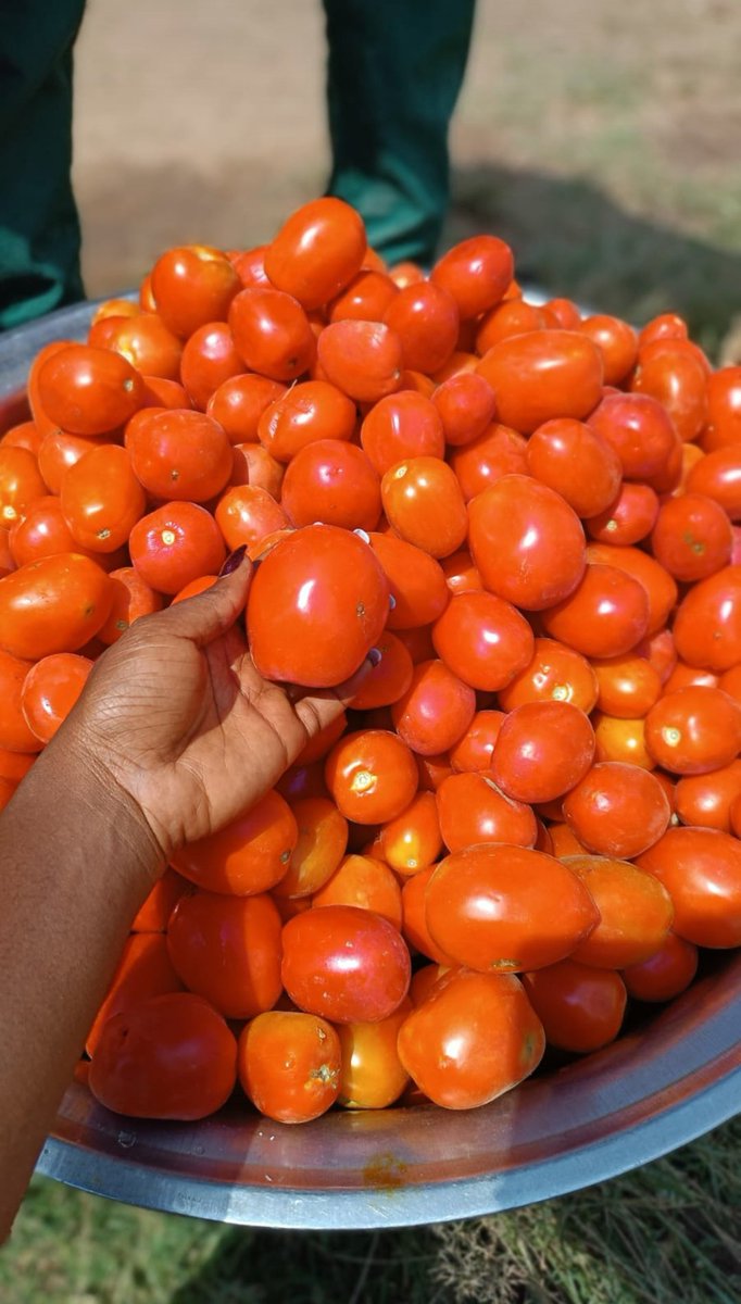 What's the price of Tomato: basket and painter, in your location?

Even in Jos one of the main tomato hub in the North, tomato price isn't smiling.