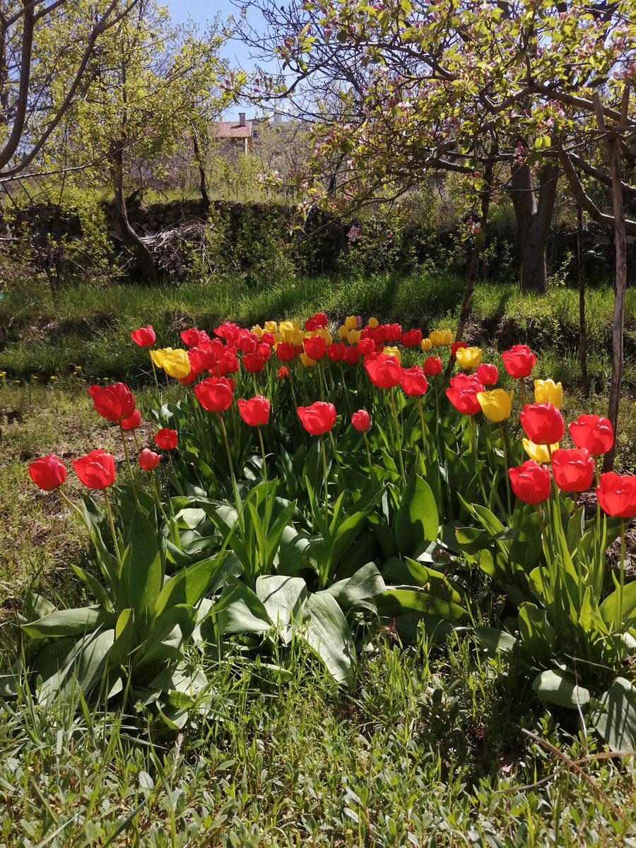 akif_erdemli1's tweet photo. Günaydın...
Esenlik dolu güzel bir gün diliyorum.

#bahar #mayıs #lale #lalezar https://t.co/9X2C3aFIDr
