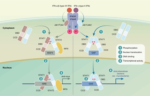 CEIjournal's tweet photo. A deep-dive into one of #PrimaryImmunodeficiency's best-characterised genes: #STAT1 🧬

Takaki Asano et al. discuss the pivotal roles of STAT1 in immune regulation, as revealed by the study of >150 disease-causing STAT1 mutations 👉https://t.co/kCUZn71aCu https://t.co/NeOXT6PmlK