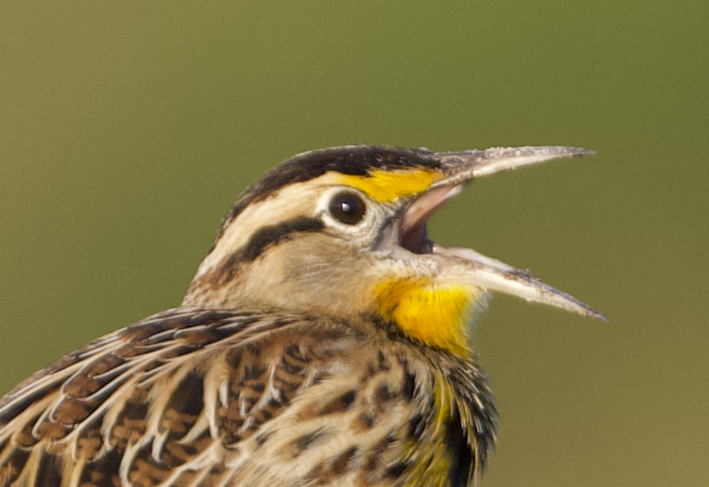 p_aquamon's tweet photo. Hey Hey it's Tuesday, are we doing Tacos today?#nft #Nftcollection #nftphotography #bringingwildlifttotheblockchain #web3toyourwall #digital #TuesdayMotivation #photography #birdphotography @trippycroc @YoBoyTazz @viclafontaine https://t.co/BBedX3WRcf