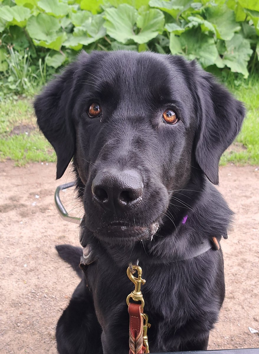 KeesTingeling's tweet photo. Voor de liefhebbers.... Hier die knappe kop volop in beeld #kruising #DuitseHerder #Labrador https://t.co/tmUQ4OBASW
