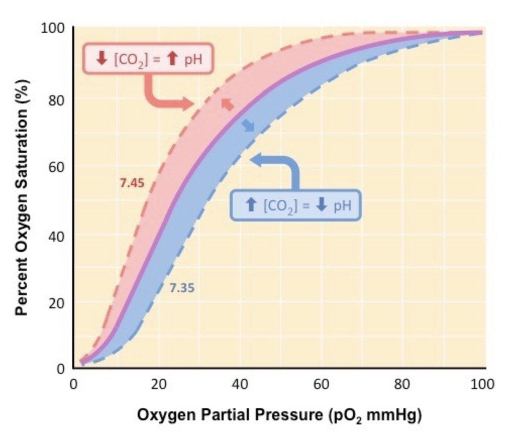 Longevity lifestyle on twitter the bohr effect is the correlation