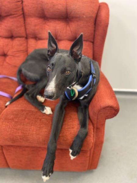 Animal Adoptions UK 🐕‍🦺🐈🐎❤️ tweet media