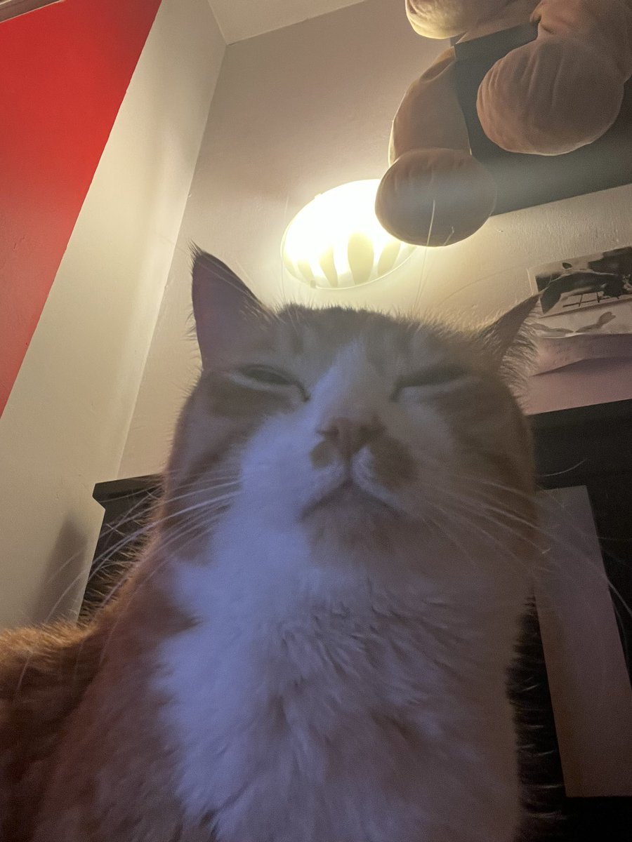 Galipette the Kat 🏳️‍🌈 tweet media