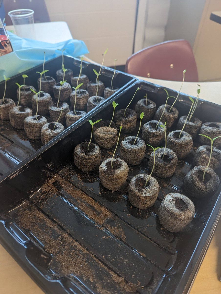 Allison Marquis (@ms_marquistvdsb) on Twitter photo The "Oh Wow!"s in Rm210 keep growing each day. #science is coming to life! ๐๐
<a href="/TVDSB_STEM/">TVDSB STEM</a> <a href="/LetsTalkScience/">Let's Talk Science</a> <a href="/AshleyOaksPS/">Ashley Oaks PS</a> The "Oh Wow!"s in Rm210 keep growing each day. #science is coming to life! ๐๐
<a href="/TVDSB_STEM/">TVDSB STEM</a> <a href="/LetsTalkScience/">Let's Talk Science</a> <a href="/AshleyOaksPS/">Ashley Oaks PS</a>