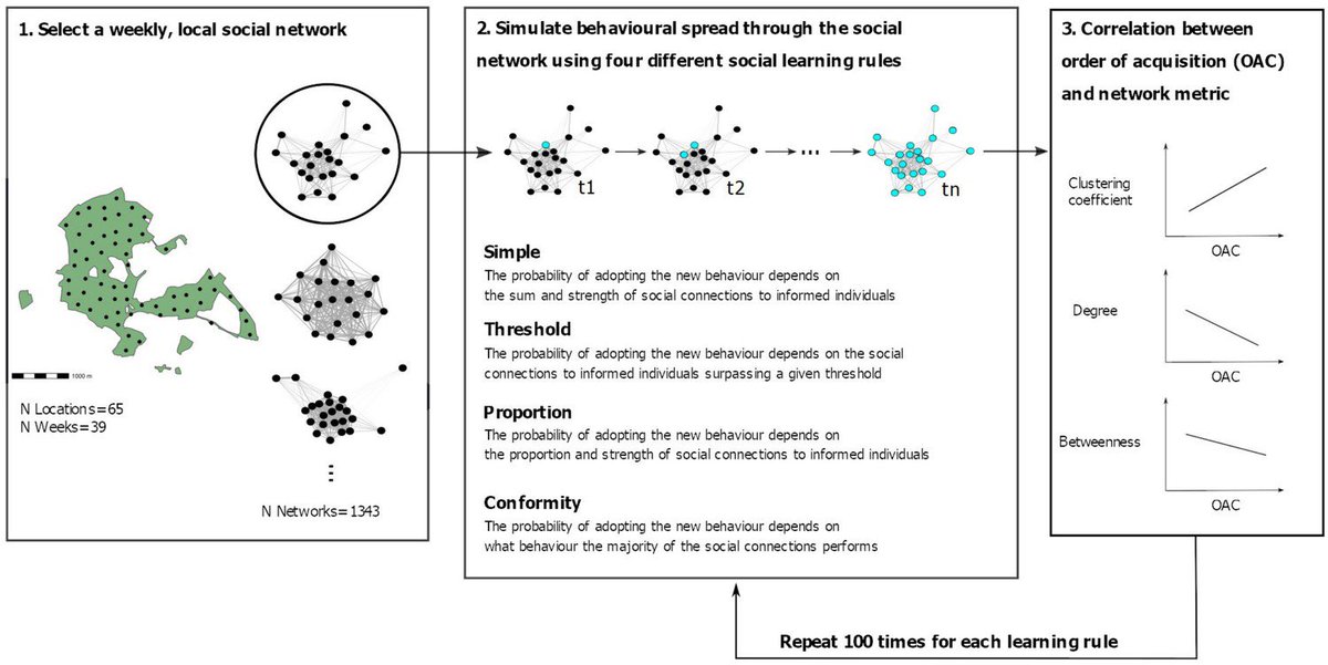 Josh Firth (@joshafirth) on Twitter photo The most socially connected individuals aren’t always the first to acquire new behaviours!
New paper in <a href="/eLife/">eLife - the journal</a> led by <a href="/KristinaBeck_/">Kristina Beck</a> w/ @Ben_Sheldon_EGI uses <a href="/WythamTits/">Wytham Tit Study</a> networks to examine how different contagions may operate in real systems.
Paper here elifesciences.org/articles/85703 The most socially connected individuals aren’t always the first to acquire new behaviours!
New paper in <a href="/eLife/">eLife - the journal</a> led by <a href="/KristinaBeck_/">Kristina Beck</a> w/ @Ben_Sheldon_EGI uses <a href="/WythamTits/">Wytham Tit Study</a> networks to examine how different contagions may operate in real systems.
Paper here elifesciences.org/articles/85703